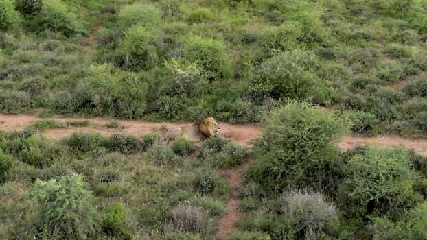 Aerial view of a male lion in the bushveld South Africa.