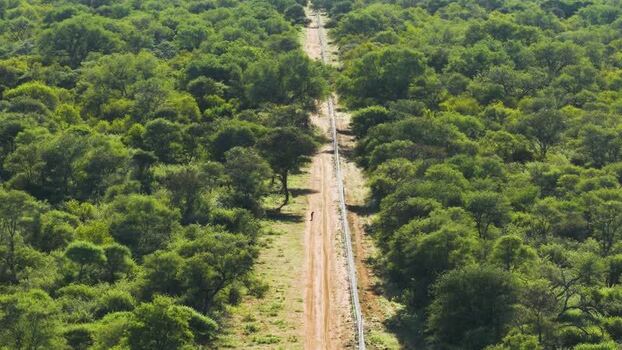 Aerial view of a cheetah on a dirt road in Thabazimbi South Africa.