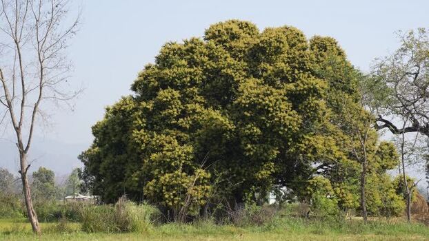 View of a large blooming tree in a rural field Nepal.