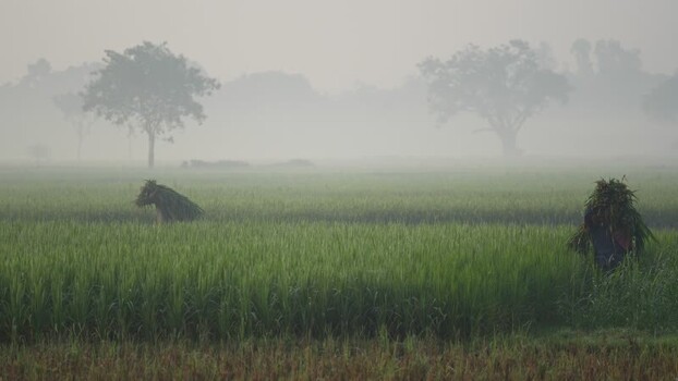 View of farmers working in misty rice fields in Bogura Bangladesh.
