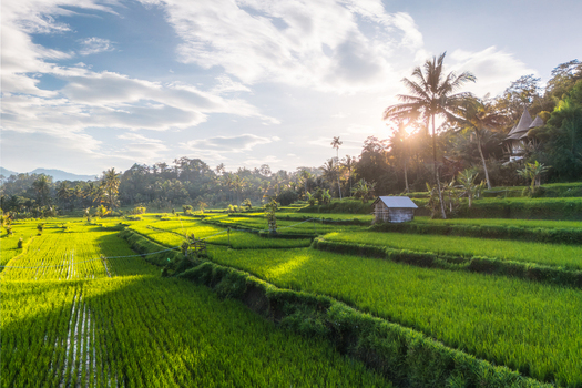 Aerial view of lush green rice terraces with palm trees and a small wooden hut during golden hour Sidemen Bali Indonesia. Aerial view of lush green rice terraces with palm trees and a small wooden hut during golden hour Sidemen Bali Indonesia.