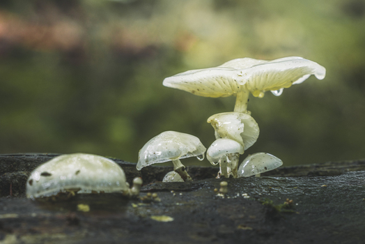 View of translucent white porcelain mushrooms with water droplets growing on a wet mossy log in a forest in Kartuzy County Pomeranian Voivodeship Poland. View of translucent white porcelain mushrooms with water droplets growing on a wet mossy log in a forest in Kartuzy County Pomeranian Voivodeship Poland.