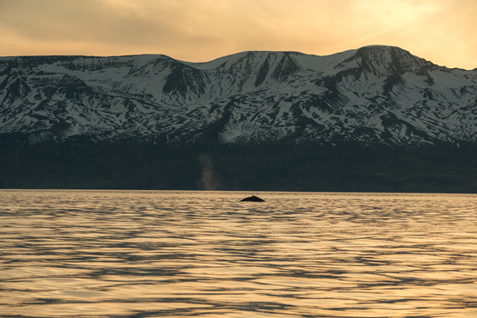 View of a humpback whale breaching the calm golden waters under snow capped mountains bathed in the warm glow of sunset H&uacute;sav&iacute;k Nor&eth;ur&thorn;ing Iceland.