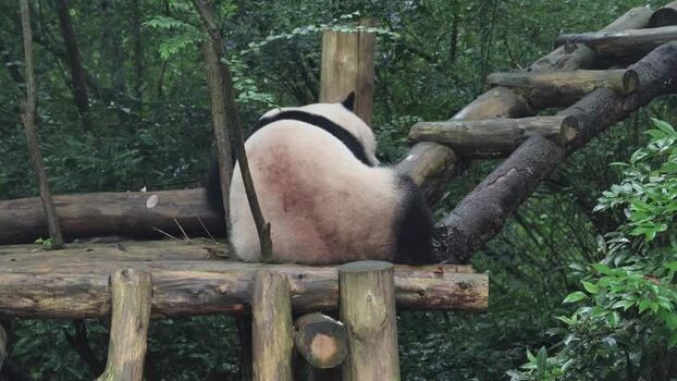 View of a giant panda at the Chengdu Research Base China. View of a giant panda at the Chengdu Research Base China.
