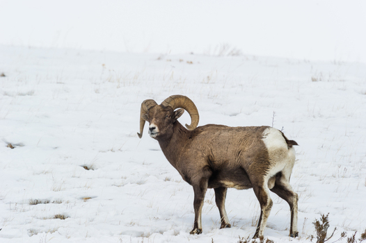 View of a bighorn sheep standing in a snow covered field in Yellowstone National Park United States.