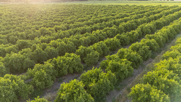 Aerial view of an orchard with rows of green citrus trees under warm sunlight in Coria del Rio Andalusia Spain. Aerial view of an orchard with rows of green citrus trees under warm sunlight in Coria del Rio Andalusia Spain.