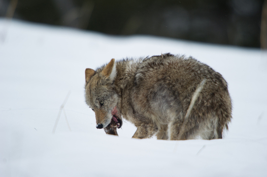 View of a coyote feeding on prey in the snow covered landscape of Yellowstone National Park United States.