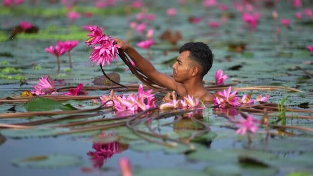 View of a man harvesting pink water lilies Bangladesh. View of a man harvesting pink water lilies Bangladesh.