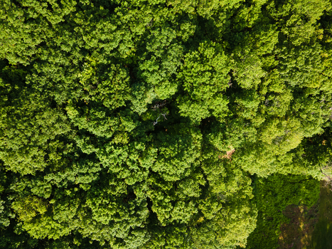 Aerial view of the dense green forest canopy near the shoreline of Commanda Lake in Restoule Ontario Canada. Aerial view of the dense green forest canopy near the shoreline of Commanda Lake in Restoule Ontario Canada.