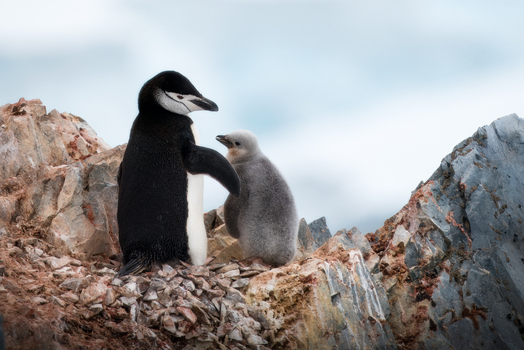View of a chinstrap penguin and its fluffy chick standing on jagged rocks in Antarctica.