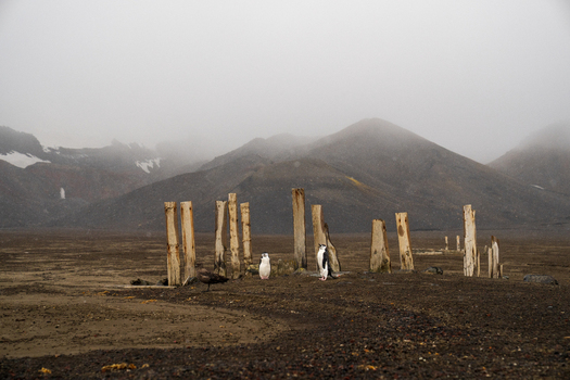 View of chinstrap penguins standing near weathered wooden posts on the volcanic beach of Deception Island with misty mountains in the background Antarctica. View of chinstrap penguins standing near weathered wooden posts on the volcanic beach of Deception Island with misty mountains in the background Antarctica.