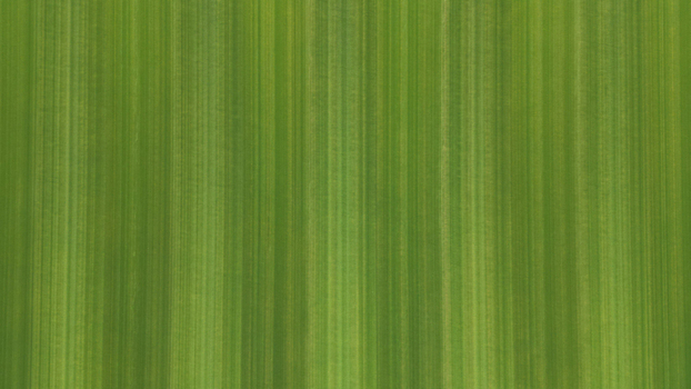 Aerial view of green field patterns with vertical lines in the United Kingdom.