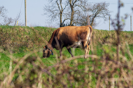 View of a brown cow grazing in a lush green field in the countryside with trees and a grassy bank in the background Looe Cornwall United Kingdom. View of a brown cow grazing in a lush green field in the countryside with trees and a grassy bank in the background Looe Cornwall United Kingdom.