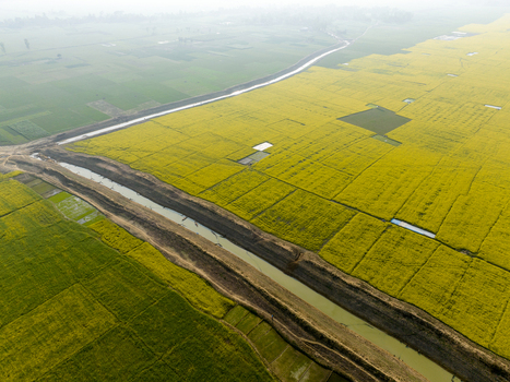 Aerial view of golden mustard fields meet vibrant green patches divided by a narrow canal under a hazy sky Sirajganj Rajshahi Division Bangladesh. Aerial view of golden mustard fields meet vibrant green patches divided by a narrow canal under a hazy sky Sirajganj Rajshahi Division Bangladesh.