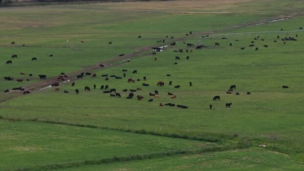 Aerial view of cattle grazing in green pastures Portugal.