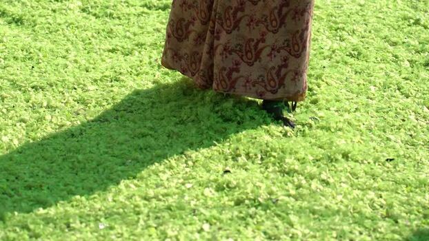 View of a person walking on green chili in Bogura Bangladesh. View of a person walking on green chili in Bogura Bangladesh.