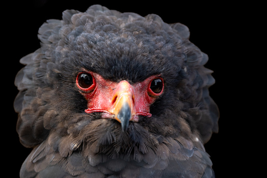 View of a Bateleur eagle showing its distinctive red facial skin and dark ruffled feathers against a black background in Selestat Grand Est France.