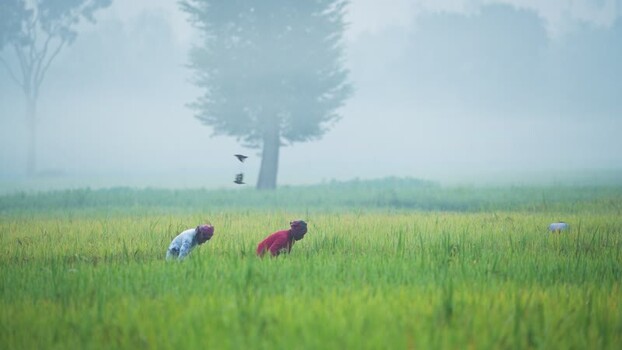 View of farmers working in a misty field in Bogura Bangladesh. View of farmers working in a misty field in Bogura Bangladesh.