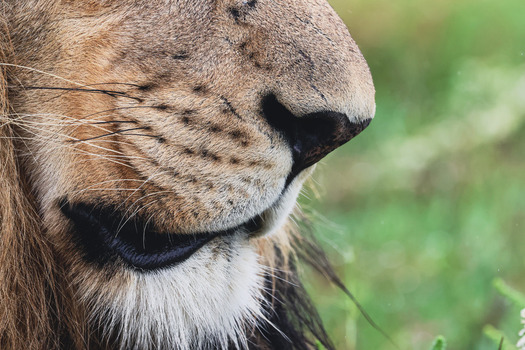 View of a close up of a lion s muzzle showing the black nose and long whiskers at Welgevonden Game Reserve in Waterberg District Municipality Limpopo South Africa. View of a close up of a lion s muzzle showing the black nose and long whiskers at Welgevonden Game Reserve in Waterberg District Municipality Limpopo South Africa.