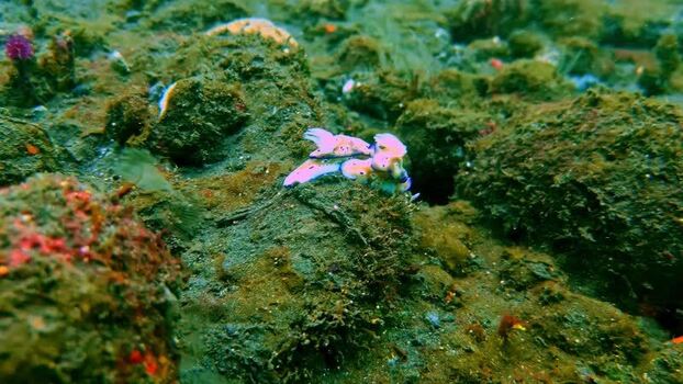 View of colorful nudibranchs on a rocky seabed Indonesia.