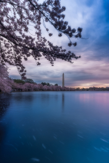 View of the Tidal Basin surrounded by blooming cherry blossoms with the Washington Monument in the distance under a twilight sky in Washington District of Columbia United States. View of the Tidal Basin surrounded by blooming cherry blossoms with the Washington Monument in the distance under a twilight sky in Washington District of Columbia United States.