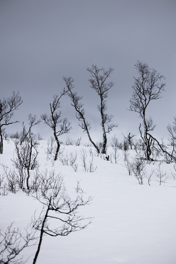 View of sparse leafless trees standing in a deep snow covered landscape under a moody overcast winter sky Ersfjord Troms Norway. View of sparse leafless trees standing in a deep snow covered landscape under a moody overcast winter sky Ersfjord Troms Norway.