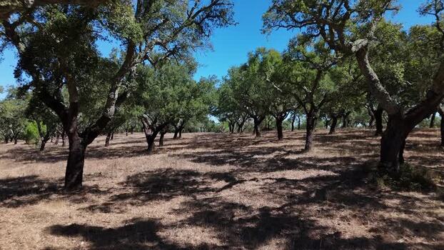 Aerial view of a cork oak grove in Portugal. Aerial view of a cork oak grove in Portugal.