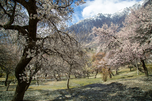 View of blooming apricot trees in the orchard near Altit Fort with snow capped mountains in the background in Altit Gilgit Pakistan. View of blooming apricot trees in the orchard near Altit Fort with snow capped mountains in the background in Altit Gilgit Pakistan.