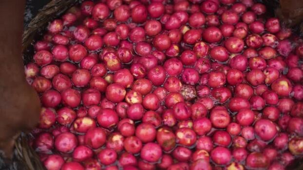 View of red water chestnuts being washed in a basket Bangladesh.