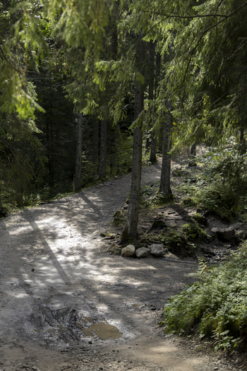 View of a dirt path winding through a dense pine forest with dappled sunlight and a small puddle on the ground in Bukowina Tatrzanska Lesser Poland Voivode Poland. View of a dirt path winding through a dense pine forest with dappled sunlight and a small puddle on the ground in Bukowina Tatrzanska Lesser Poland Voivode Poland.