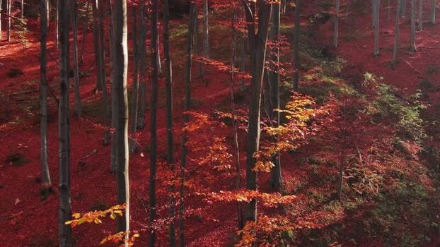 Aerial view of autumn forest in Romania. Aerial view of autumn forest in Romania.