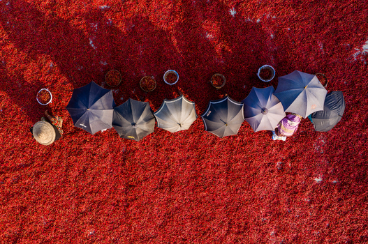 Bogura Rajshahi Division Bangladesh 06 March 2022 Aerial view of workers with umbrellas drying red chilies on the ground in Bogura Bangladesh.