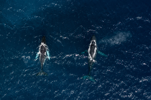 Aerial view of two humpback whales swimming in the deep blue ocean near Aitutaki Cook Islands. Aerial view of two humpback whales swimming in the deep blue ocean near Aitutaki Cook Islands.