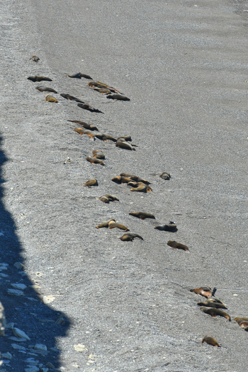View of a colony of sea lions resting on the grey pebble beach at Puerto Piramides under bright sunlight Puerto Madryn Chubut Argentina. View of a colony of sea lions resting on the grey pebble beach at Puerto Piramides under bright sunlight Puerto Madryn Chubut Argentina.