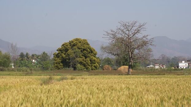 View of a golden wheat field and distant mountains Nepal.