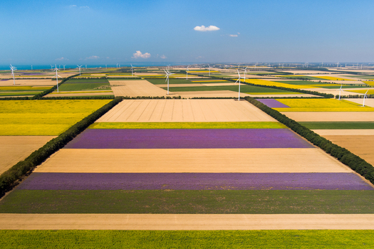 Aerial view of vast agricultural fields with colorful rows of crops and wind turbines under a clear blue sky in Saints Constantine and Helena Varna Bulgaria.
