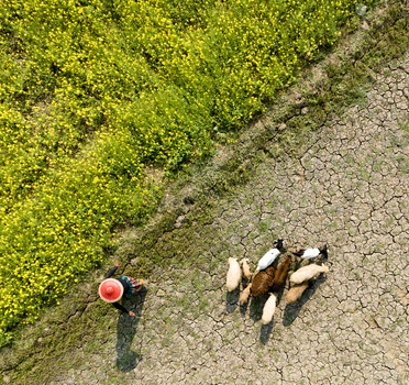 Aerial view of a farmer in traditional attire tending to goats near a field of vibrant yellow flowers creating a striking contrast against the cracked earth Sirajganj Bangladesh. Aerial view of a farmer in traditional attire tending to goats near a field of vibrant yellow flowers creating a striking contrast against the cracked earth Sirajganj Bangladesh.