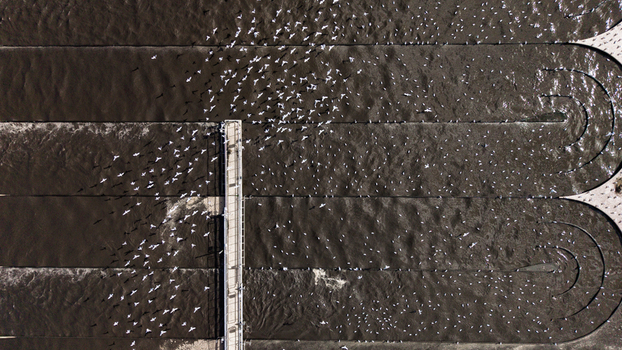 Aerial view of a water treatment facility with dark water basins featuring birds flying over the industrial infrastructure in Warmenhuizen North Holland Netherlands. Aerial view of a water treatment facility with dark water basins featuring birds flying over the industrial infrastructure in Warmenhuizen North Holland Netherlands.