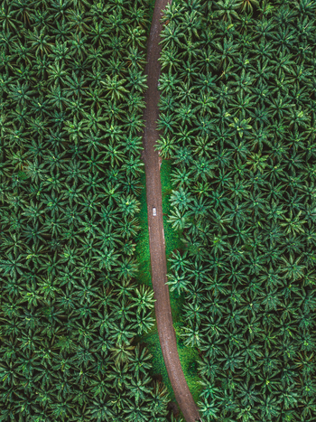 Aerial view of a car driving along a dirt road through a dense palm oil plantation with lush green foliage in Costa Rica.