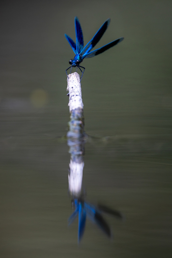 View of a vibrant blue dragonfly perched on a wooden stick with its reflection on the calm water surface in Wittenheim Grand Est France. View of a vibrant blue dragonfly perched on a wooden stick with its reflection on the calm water surface in Wittenheim Grand Est France.