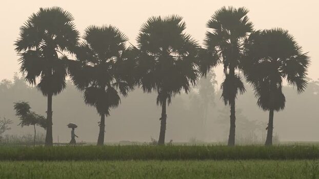 View of palm trees silhouetted in the morning mist Bangladesh.