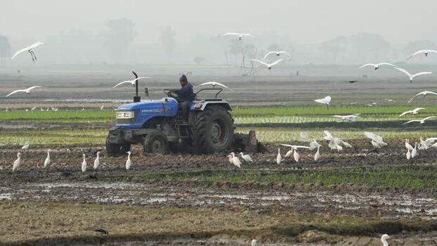 View of a tractor plowing fields with egrets in Bogura Bangladesh. View of a tractor plowing fields with egrets in Bogura Bangladesh.