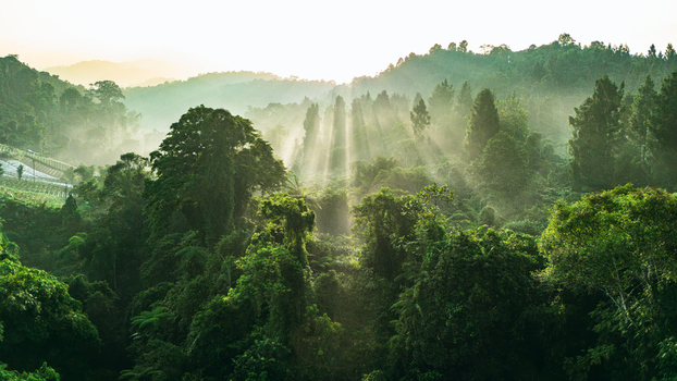 Aerial view of sunbeams shining through the dense tropical forest canopy and morning mist in Sukabumi West Java Indonesia. Aerial view of sunbeams shining through the dense tropical forest canopy and morning mist in Sukabumi West Java Indonesia.