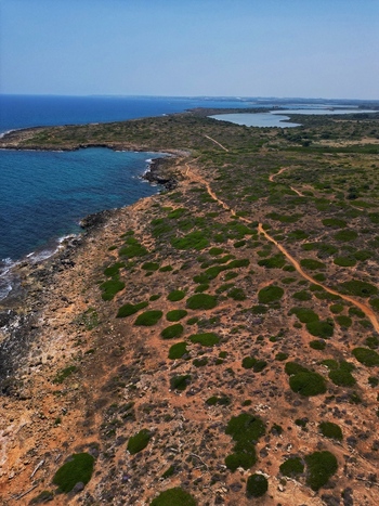 Aerial view of the rugged coastline near Calamosche Beach with Mediterranean scrub winding dirt paths and turquoise waters under a clear blue sky in Noto Sicilia Italy.