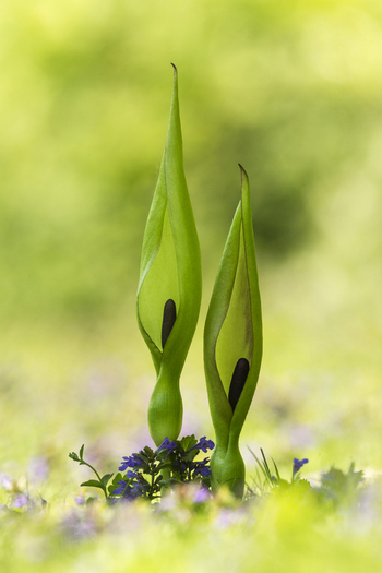 View of two Arum maculatum plants commonly known as Lords and Ladies growing in a lush green field with small purple wildflowers in Cambridgeshire United Kingdom. View of two Arum maculatum plants commonly known as Lords and Ladies growing in a lush green field with small purple wildflowers in Cambridgeshire United Kingdom.