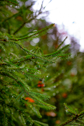 View of green spruce branches covered in water droplets with a soft autumn bokeh background in the Black Forest Offenburg Baden Wurttemberg Germany. View of green spruce branches covered in water droplets with a soft autumn bokeh background in the Black Forest Offenburg Baden Wurttemberg Germany.
