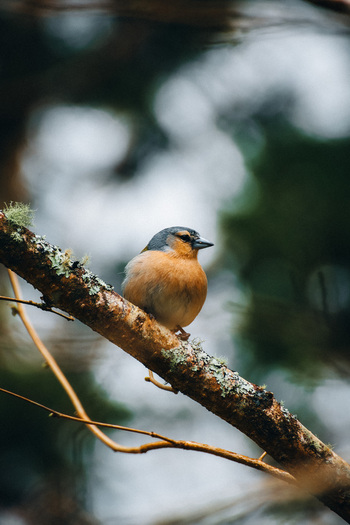 View of a vibrant orange and blue bird perched delicately on a lichen covered branch a moment of quiet beauty amidst the forest Ponta Delgada Azores Portugal. View of a vibrant orange and blue bird perched delicately on a lichen covered branch a moment of quiet beauty amidst the forest Ponta Delgada Azores Portugal.