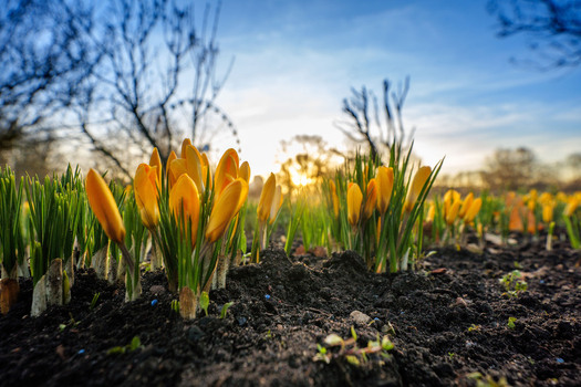 View of yellow crocuses blooming in a park with a ferris wheel in the background during golden hour in Latvia.