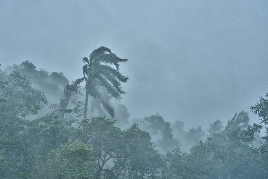View of a palm tree bending in strong winds during a tropical rainstorm with heavy downpour and dense foliage in Santo Domingo Distrito Nacional Dominican Republic. View of a palm tree bending in strong winds during a tropical rainstorm with heavy downpour and dense foliage in Santo Domingo Distrito Nacional Dominican Republic.