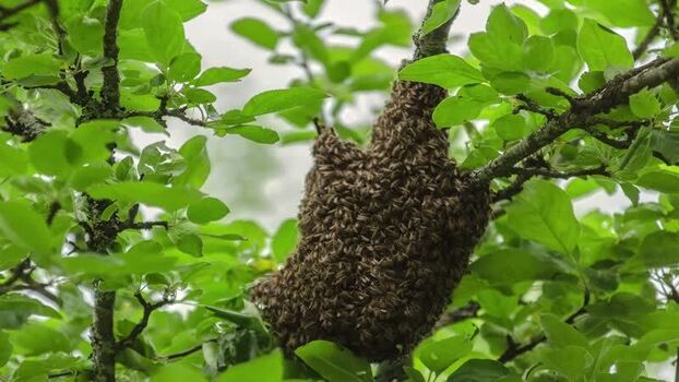 View of a swarm of honey bees on a tree branch in Latvia.